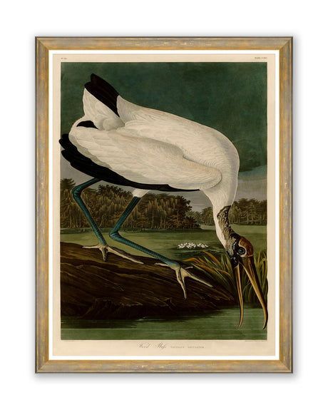 MindtheGap WOOD IBIS by AUDUBON - Wallpaper Collection 2024